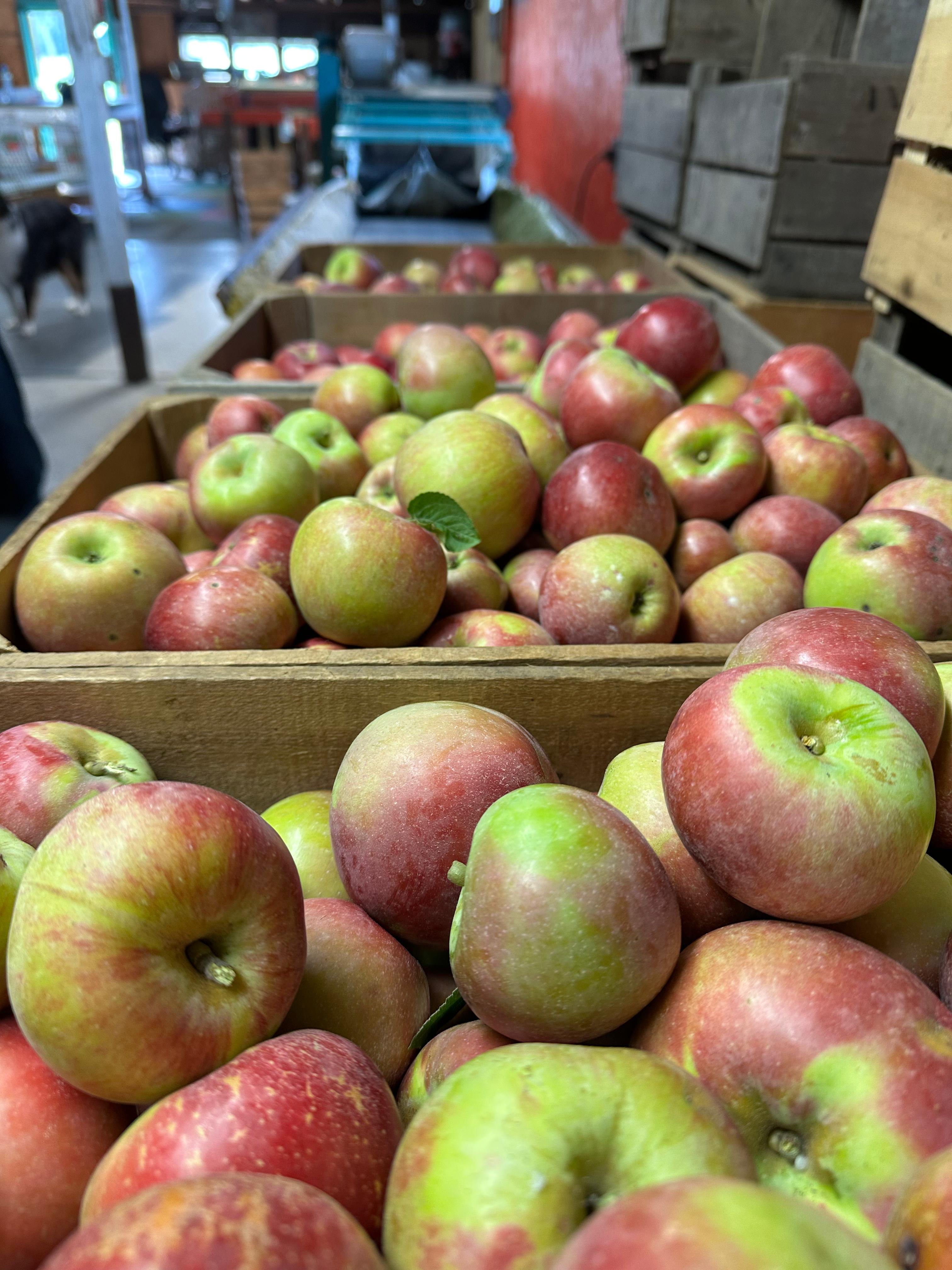 Apples on sorting conveyor