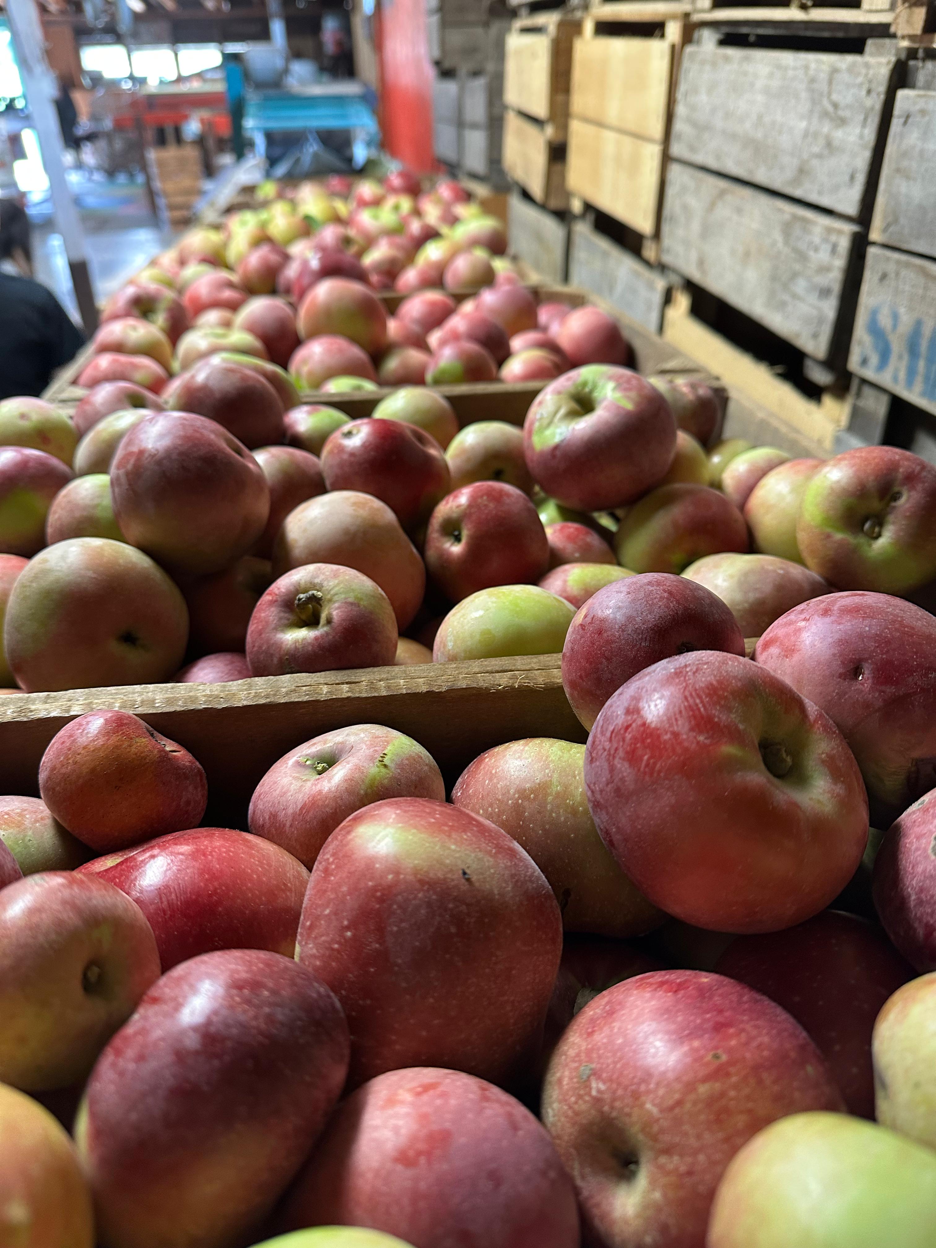 Another batch of apples on sorting conveyor